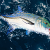 Heru Tuna 80 - Image 5