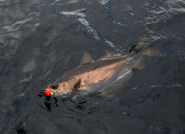 Kinetic Bunnie Sea Pintail 70 g - Image 6