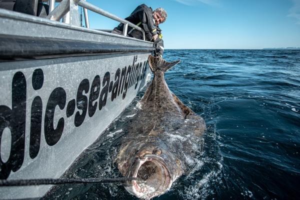 Giant halibut combo (Transformer F60H + Jigstar Phantom - Image 3