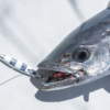 Daiwa SK-Jig 200 g - Image 6